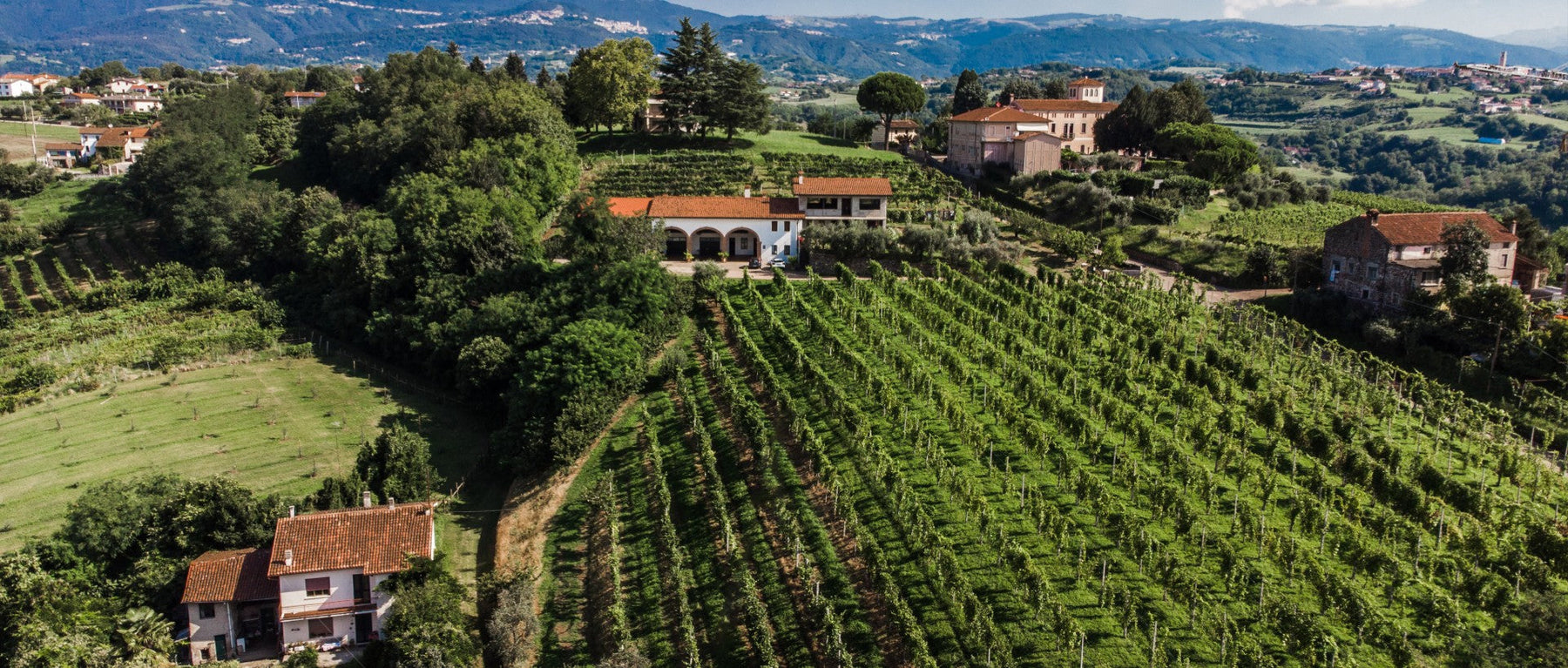 Firmino Miotti: Custodi della terra, creatori di vini, ambasciatori di cultura.